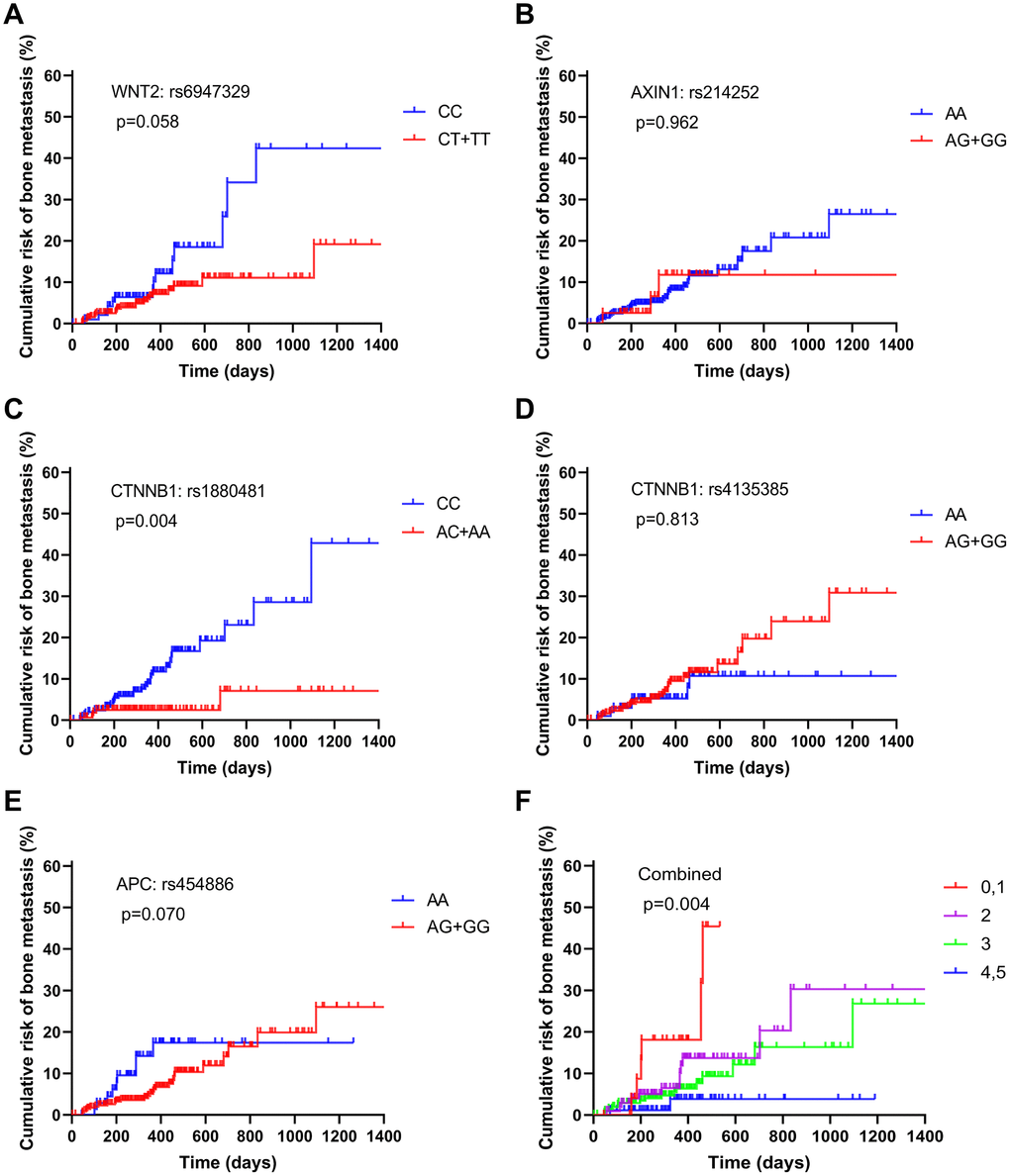 Estimation of the cumulative risk of patients with bone metastasis from NSCLC based on the following protective genotypes: (A) WNT2: rs6947329, (B) AXIN1: rs214252, (C) CTNNB1: rs1880481, (D) CTNNB1: rs4135385, (E) APC: rs454886, and (F) combined.