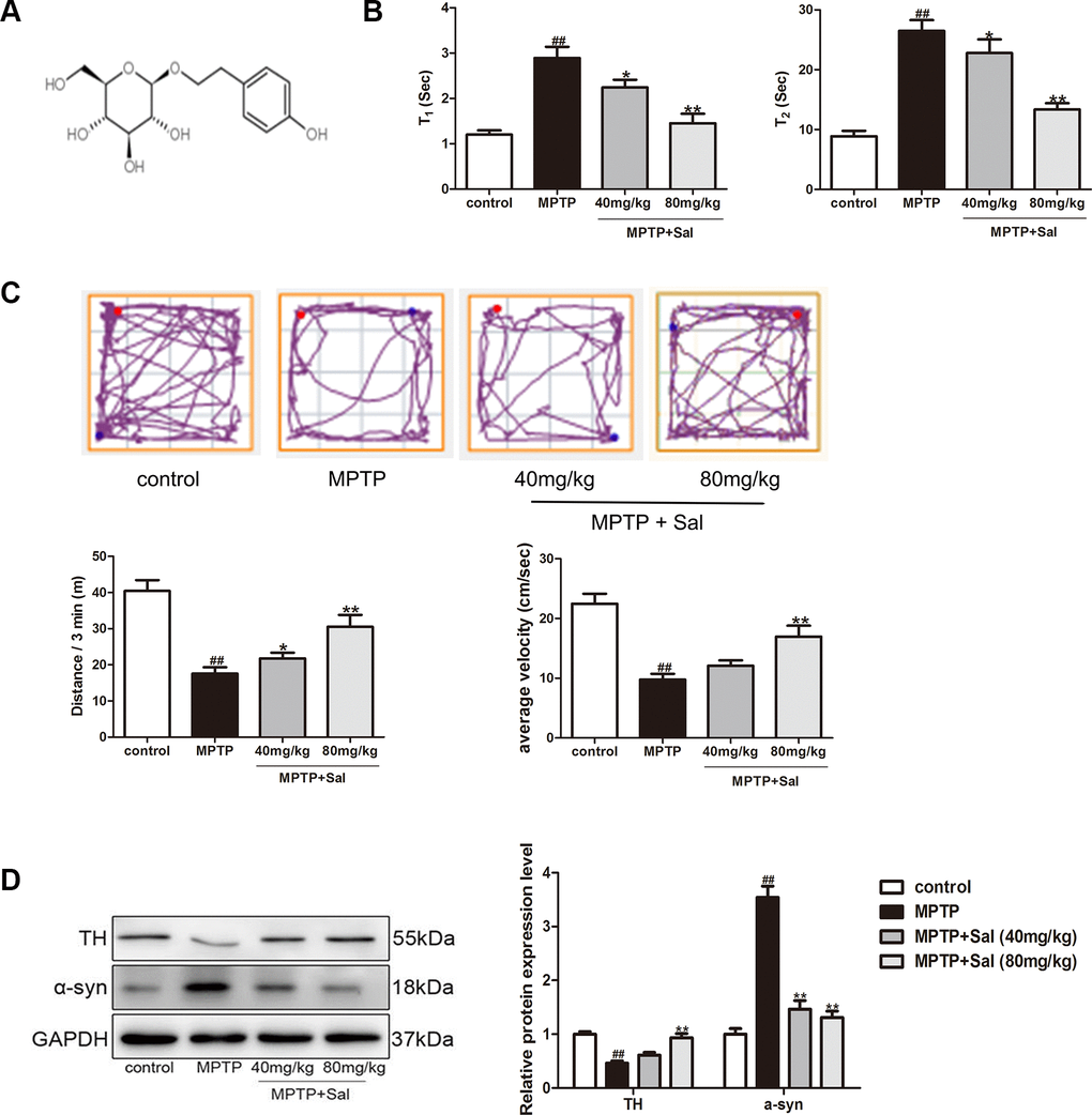 Sal improved MPTP-induced PD mice. (A) The structure of Sal. (B) The performance of Pole test in MPTP-induced mice. The time for mice to turn from upward to downward (T1) and to climb down the pole (T2) was determined (n = 10). (C) The track of mice treated with MPTP with or without Sal, 3 min total traveled distance (Distance/3 min) and average velocity (average velocity / 3 min) (n = 10). (D) Western blotting was performed to determine the expression of TH and α-syn in Substantia nigra (SN) and striatum of PD mice (n = 3). All data are represented as mean ± SD. # P ## P 