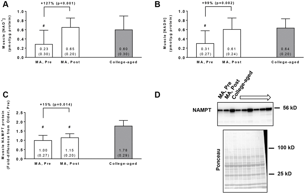 Vastus lateralis muscle tissue NAD+ concentrations (A), NADH concentrations (B), and NAMPT protein levels (C) in middle-aged (MA) participants prior to (Pre) and following 10 weeks of resistance training (Post) as well as basal values in college-aged participants that were recreationally trained. All data are presented as means±SD values. Panel (D) shows a representative Western blot for n=3 middle-aged participants (Pre and Post training) as well as n=3 college-aged participants. All middle-aged participants were assayed for NAMPT; however, 15/16 middle-aged and 14/15 college-aged participants were assayed for muscle NAD+ and NADH concentrations due to tissue limitations. Symbols: #, indicates value in older group at Pre and/or Post training was less than college-aged cohort (p