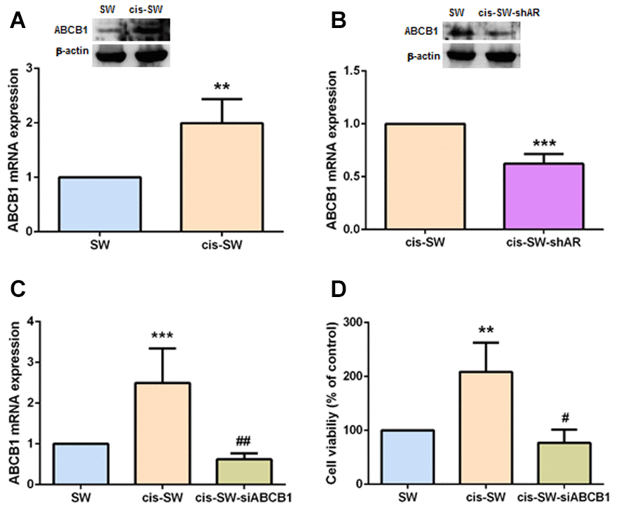 ABCB1 is involved in amphiregulin-mediated chemoresistance. (A, B) Levels of ABCB1 gene and protein expression in chondrosarcoma cells were detected by qPCR and Western blot assays. (C) Cis-SW cells were transfected with ABCB1 siRNA, and ABCB1 mRNA expression was examined by qPCR assay. (D) Cis-SW cells were transfected with ABCB1 siRNA, then treated with cisplatin (10 μM) for 24 h. Cell viability was examined by MTT assay. The results were obtained from 3 independent experiments and are expressed as the mean ± SEM. * p p p #p ##p ###p 