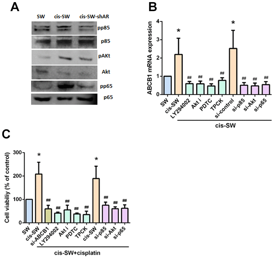 Amphiregulin contributes to chemoresistance by activating the PI3K, Akt, and NF-kB signaling pathways. (A) Protein expression was examined by Western blot assay. (B, C) Cells were pretreated with a PI3K inhibitor (Ly294002, 10uM), an Akt inhibitor (Akt i, 10 mM), or an NF-κB inhibitor (PDTC, 10 mM; TPCK, 3uM) or transfected with p85, Akt, p65, or ABCB1 siRNA, followed by stimulation with cisplatin for 24 h. Levels of ABCB1 expression and cell viability were detected by qPCR and MTT assays. The results were obtained from 3 independent experiments and are expressed as the mean ± SEM. * p p p #p ##p ###p 