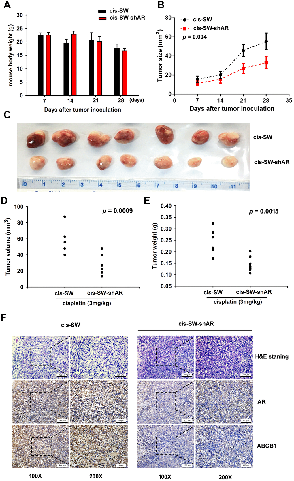 Inhibiting amphiregulin expression suppresses resistance to cisplatin in a nude mouse xenograft model. (A) Body weights are shown for mice treated with cisplatin for 28 days. (B) Tumor growth curves of chondrosarcoma cells treated with cisplatin over 28 days. (C) Representative photomicrographs of cis-SW and cis-SW-shAR cells from nude mice. (D, E) Tumor volumes and weights were measured after the mice were sacrificed. (F) IHC staining detected AR and ABCB1 expression.
