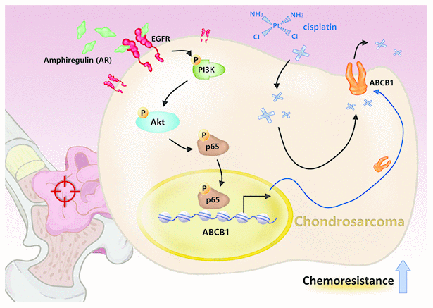 Schematic presentation of the signaling pathways involved in amphiregulin-mediated chemoresistance in human chondrosarcoma cells.