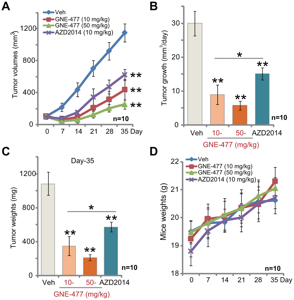 GNE-477 potently inhibits RCC xenograft tumor growth in mice. The nude mice bearing RCC1 xenograft tumors were intraperitoneally (i.p.) injected with GNE-477 (10-50 mg/kg body weight, daily, for 21 days), AZD2014 (10 mg/kg body weight, daily, for 21 days) or the vehicle control (“Veh”), tumor volumes (A) and mice body weights (D) were recorded every seven (7) days for a total of 35 days; Estimated daily tumor growth, in mm3 per day, was calculated (B); At the last day of recording (Day-35), the xenograft tumors were isolated and weighted (C). For each group, n=10 (mice). ** p A–C). * p A–C).