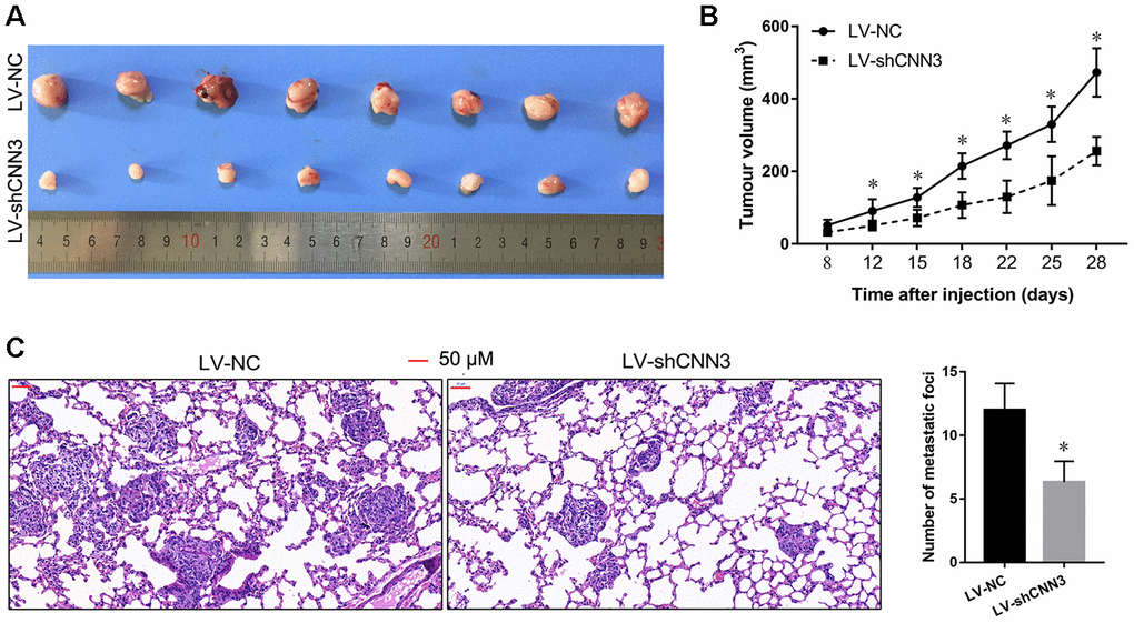 CNN3 silencing inhibits tumor growth and lung metastasis in vivo. (A, B) The effect of CNN3 silencing on the growth of subcutaneous xenograft tumors. (A) Subcutaneous xenograft tumor graphs. (B) Tumor growth curve based on the tumor volume. (C) The effect of CNN3 silencing on lung metastases examined by H&E staining. Images on the left are representations. The bar graph showing the statistical evaluation of the number of metastatic foci is on the right. *p