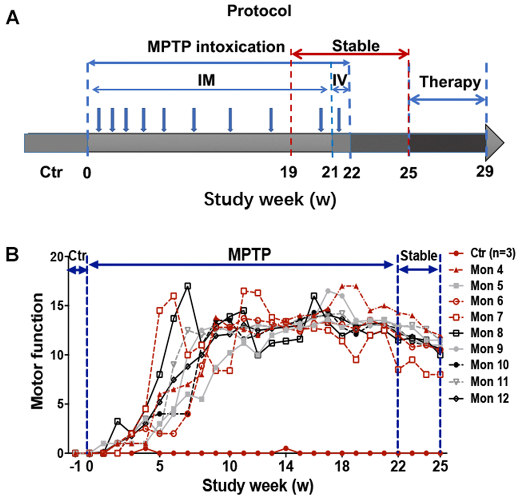 Experimental design of the study and behavior test by Kurlan rating scale. (A) A progressive intoxication protocol of MPTP from 0-22w, MPTP withdraw period from 22-25w, and treatment period from 25-29w. IM: Intramuscular injection; IV: Intravenous injection. (B) Longitudinal evaluation (in weeks) of motor function by Kurlan rating scale for each monkey during the MPTP intoxication and withdraw period.