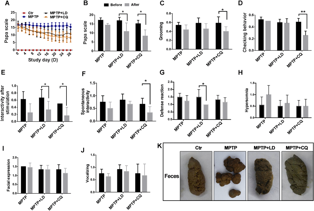 CQ improved clinical phenotypes after long-term of MPTP intoxication. (A) Evaluation of motor function for each group by Papa scale during the treatment period. Motor deficits mitigated by both LD and CQ treatment displayed with decreased Papa scale. (B) The comparison of Papa scores in each group before and after treatment. Papa scores were significantly declined by both LD and CQ treatment. (C–J) The comparison of spirit evaluation, including grooming score, checking behavior score, interactivity after stimulation score, spontaneous interactivity score, defense reaction score, hypersomnia score, facial expression score, and vocalizing score in each group, before and after treatment, respectively. (K) Representative images showed constipation after MPTP intoxication, and which was relieved by both LD and CQ treatment. Data expressed as the mean ± SD. *P