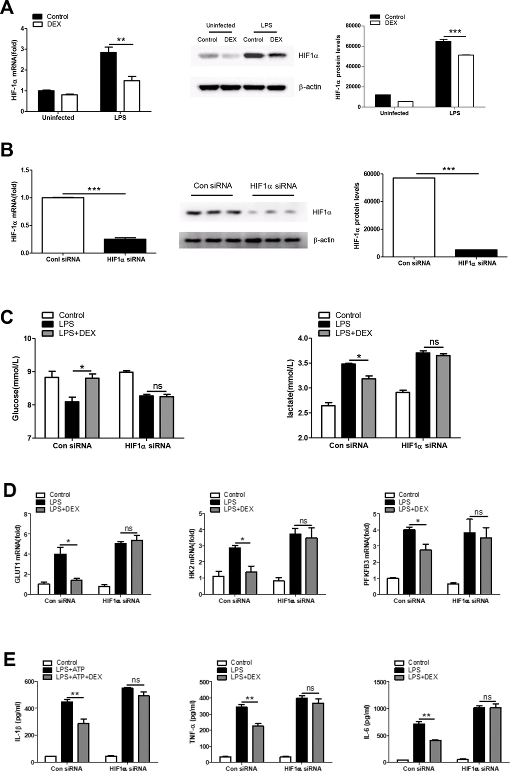 HIF1α is required for regulating the anti-inflammatory effect of DEX on LPS-treated macrophages. (A) BMDMs were treated with 100 ng/ml LPS and 1 μM DEX for 4 h. The mRNA and protein levels of HIF1α were determined by RT-PCR and Western blotting, respectively. n = 3; mean ± SEM; ** P P B) BMDMs were transfected with HIF1α siRNA or Negative control siRNA for twenty-four hours. The mRNA and protein levels of HIF1α were determined by real-time PCR and Western blotting, respectively. n = 3; mean ± SEM; *** P C) BMDMs were transfected as in (B). Twenty-four hours after transfection, the cells were treated with 100 ng/ml LPS and 1 μM DEX for 4 h. Supernatants were collected, and the levels of glucose and lactate were measured. n = 3; mean ± SEM; * P D) BMDMs were transfected as in (B). Twenty-four hours after transfection, the cells were treated with 100 ng/ml LPS and 1 μM DEX for 4 h. The mRNA levels of GLUT1, HK2 and PFKFB3 were determined by RT-PCR. n = 3; mean ± SEM; * P E) BMDMs were transfected as in (B). Twenty-four hours after transfection, the cells were treated with 100 ng/ml LPS and/or 5 mM ATP and 1 μM DEX for 4 h. Levels of IL-1β, TNF-α and IL-6 were determined by ELISA. n = 3; mean ± SD; ** P 