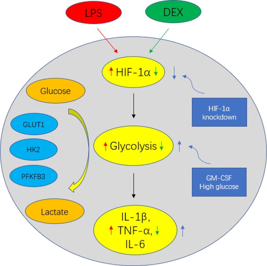 Schematic figure representing DEX-mediated anti-inflammatory response in LPS-treated macrophages. DEX inhibits the production of IL-1β, TNF-α and IL-6 via suppressing HIF1α expression and the upregulation of glycolysis in LPS-treated macrophages. However, enhancing glycolysis by GM-CSF could reverse the anti-inflammatory effect of DEX on LPS-treated macrophages. Moreover, the restraint of IL-1β, TNF-α and IL-6 production by DEX was abolished by decreasing HIF1α levels genetically with HIF1α knockdown.