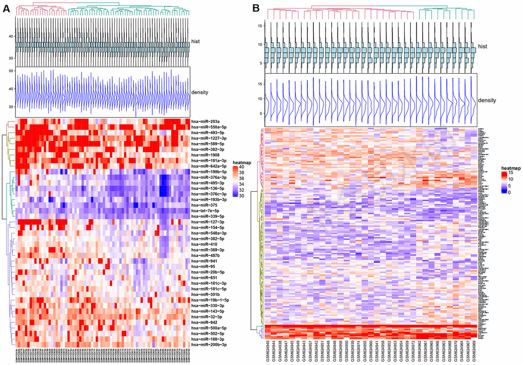 Differential expression of miRNA and mRNA. (A) Heat map of Differentially expressed micro-RNAs from GSE70318. (B) Heat map of Differentially expressed mRNAs from GSE25462. Red: upregulation; Blue: downregulation. GSE70318 provides information on serum miRNA signals regarding fractures in postmenopausal women with or without type 2 diabetes. GSE25462 is a dataset of miRNAs related to diabetes and skeletal muscle insulin resistance. We did not find a miRNA dataset directly related to diabetic skeletal disease; considering the close relationship between skeletal muscle and bone (especially fracture risk), and the large size and high quality of the GSE25462 dataset, we used these data.