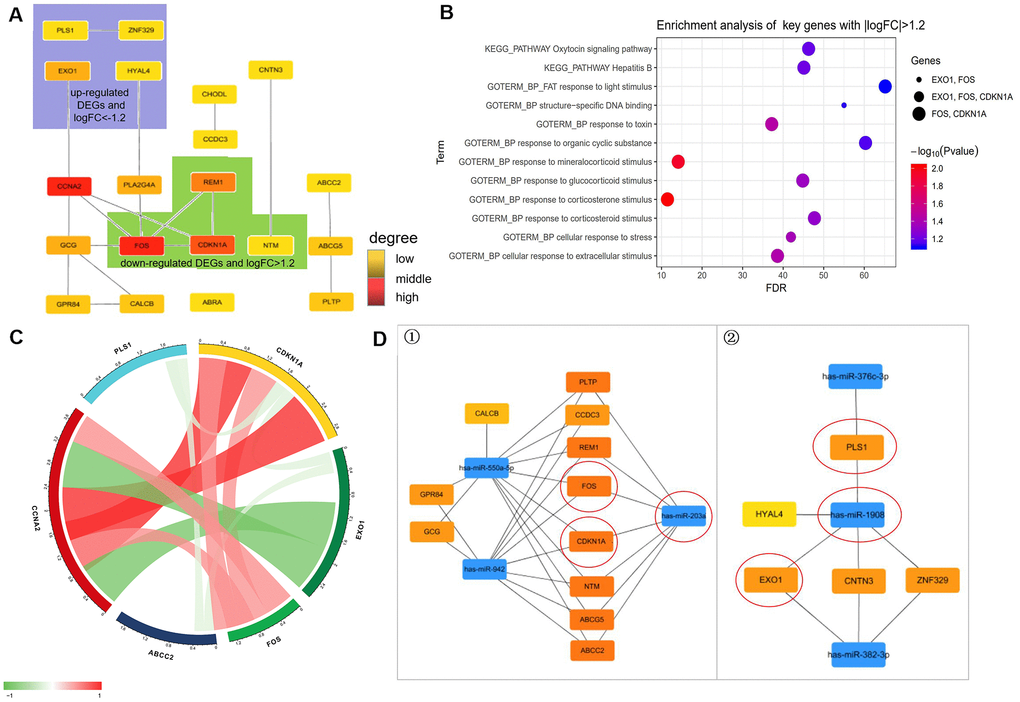 Prediction of molecules interaction network. (A) Modules inferred from protein-protein interaction (PPI) network. The degrees of connectivity are represented by different colors, with red representing strong correlation. (B) Enrichment analysis of key genes with |logFC|>1.2 including “HYAL4”, “ZNF329”, “PLS1”, “EXO1”, “FOS”, “GPR84”, “CALCB”, “NTM”, “CDKN1A”, and “CHODL”. (C) Correlation of diabetes highly related molecules (key genes with |logFC| > 1.2). (D) The regulatory network between dysregulated miRNAs and hub genes. ①. For downregulated miRNAs; ②. For upregulated miRNAs. Notes: “circle” means Co-Differentially expressed mRNAs after overexpression of SCD1.