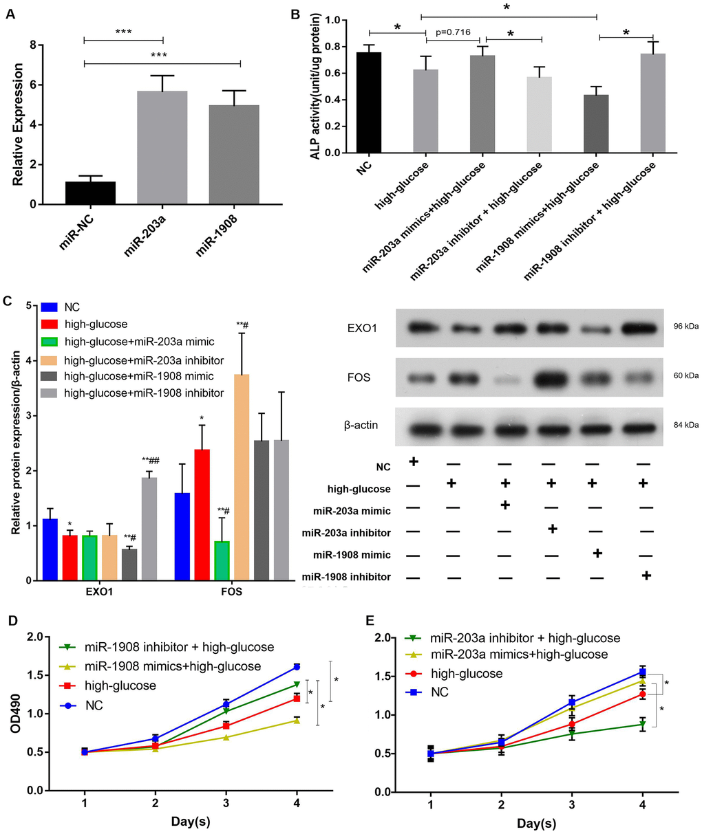 miR-1908 inhibits and miR-203a promotes the proliferation and osteogenic differentiation of BM-MSCs. (A) Transfection efficiency of miR-203a and miR-1908 in BM-MSCs. (B) ALP activity was measured in BM-MSCs treated with miRNA inhibitor or mimic (miR-203a and miR1908). (C) The expression of EXO1 and FOS were assessed in BM-MSCs transfected with miR-203a mimic, miR-203a inhibitor, miR-1908 mimic and miR-1908 inhibitor. (D, E) Proliferation of BM-MSCs following the evaluation of the overexpression and knockdown of microRNAs (miR-203a and miR1908).