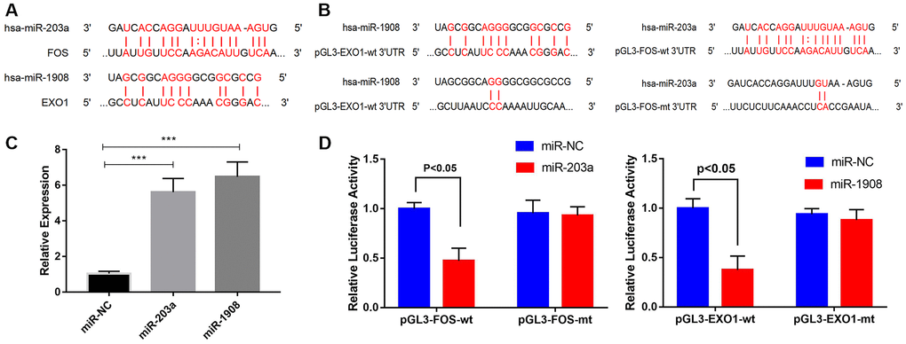 Prediction and verification of EXO1 and Fos expression regulated directly regulation by miR-1908 and miR-203a respectively. (A) Putative miR-203a and miR-1908 binding sites in the 3'-untranslated regions of FOS mRNA (predicted by miRanda) and EXO1 mRNA (predicted by miRWalk), respectively. (B) Luciferase reporter assays to evaluate FOS regulation by miR-203a and EXO1 regulation by miR-1908. (C) Transfection efficiency of miR-203a and miR-1908 in UM-Chor1 cells under the hyperglycemic circumstance. (D) UM-Chor1 cells co-transfected with pGL3-FOS-wt and miR-203a vs. those co-transfected with pGL3-FOS-mt and miR-NC; UM-Chor1 cells co-transfected with pGL3-EXO1-wt and miR-1908 vs. those co-transfected with pGL3-EXO1-mt and miR-NC.