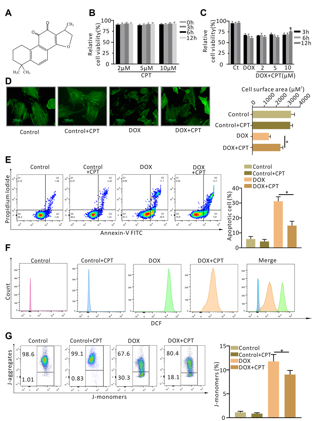 Cryptotanshinone (CPT) protected H9c2 cardiomyocytes against doxorubicin-induced damage. Chemical structure of CPT (A). Cytotoxicity of CPT in vitro (B). Effects of CPT on the viability of H9c2 cardiomyocytes induced by various concentrations of doxorubicin at the indicated time-points (C). Cell-size measurement of H9c2 cardiomyocytes (green-F-actin staining) induced by doxorubicin in the presence or absence of CPT treatment (D). The number of apoptotic H9c2 cells determined using Annexin V/ Propidium Iodide (PI) staining (E). Assessment of reactive oxygen species (ROS) by flow cytometry analysis after treatment with doxorubicin in the presence or absence of CPT (F). The JC-1 monomers and aggregates of H9c2 cells stimulated by doxorubicin with/without CPT detected by flow cytometry (G). Values are mean ± standard error of the mean; all experiments were performed in three replicates. *Significant difference (P