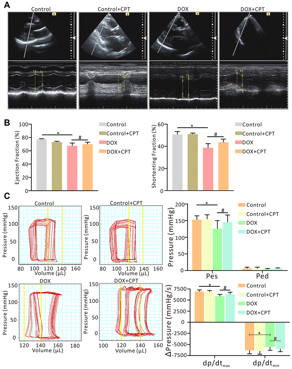 Oral administration of cryptotanshinone (CPT) ameliorated cardiac dysfunction in doxorubicin-induced injury. Evaluation of cardiac function by echocardiography with/without CPT treatment, indicated by ejection fraction (EF, %) of LV and fractional shortening (FS, %) of LV, in the doxorubicin-induced rat model (A, B). Measurement of invasive hemodynamic examinations for analyzing both LV pressure and volume (pressure-volume loop) simultaneously, also in the rats model, indicated by end-systolic pressure (Pes), end-diastolic pressure (Ped), maximal rates of the increase in ventricular pressure (dp/dtmax) and maximal rates of decline in ventricular pressure (dp/dtmin) (C). *P#P