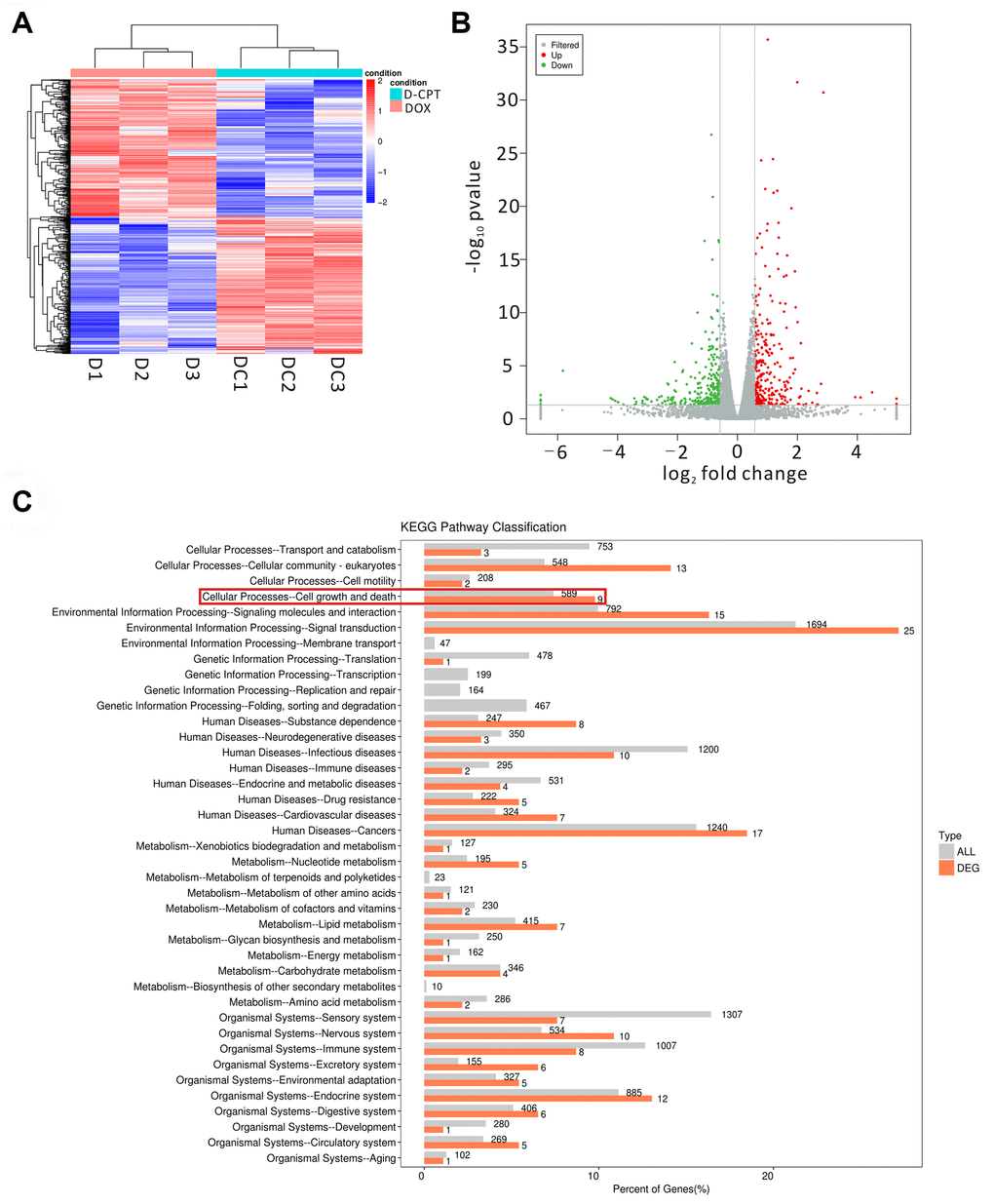 Effects of the different regulated genes and pathways of cryptotanshinone (CPT) on the heart tissues of the DOX-treated rats using transcriptomic profiling. Changed genes in the heart tissues of the two groups displayed by a heat map (D1-3 = DOX group, DC1-3 = DOX + CPT group) (A). The volcano map exhibits the differentially regulated genes by comparison of the two groups (DOX and DOX + CPT groups); the gray scatter denotes the non-significantly differentially expressed genes; both red and green scatters denote the significantly differentially expressed genes; the x-axis represents log2 fold change, and the y-axis represents the –log10P value (B). KEGG pathway classification; the horizontal axis represents the ratio (%) of the total number of genes (differentially expressed genes) annotated with each level 2 metabolic pathway and the genes (differentiated genes) annotated to the KEGG pathway, and the vertical axis represents the level 2 pathway term; the number on the right side of the column represents the annotation of the number of differentially expressed genes in the level 2 pathway term (C).