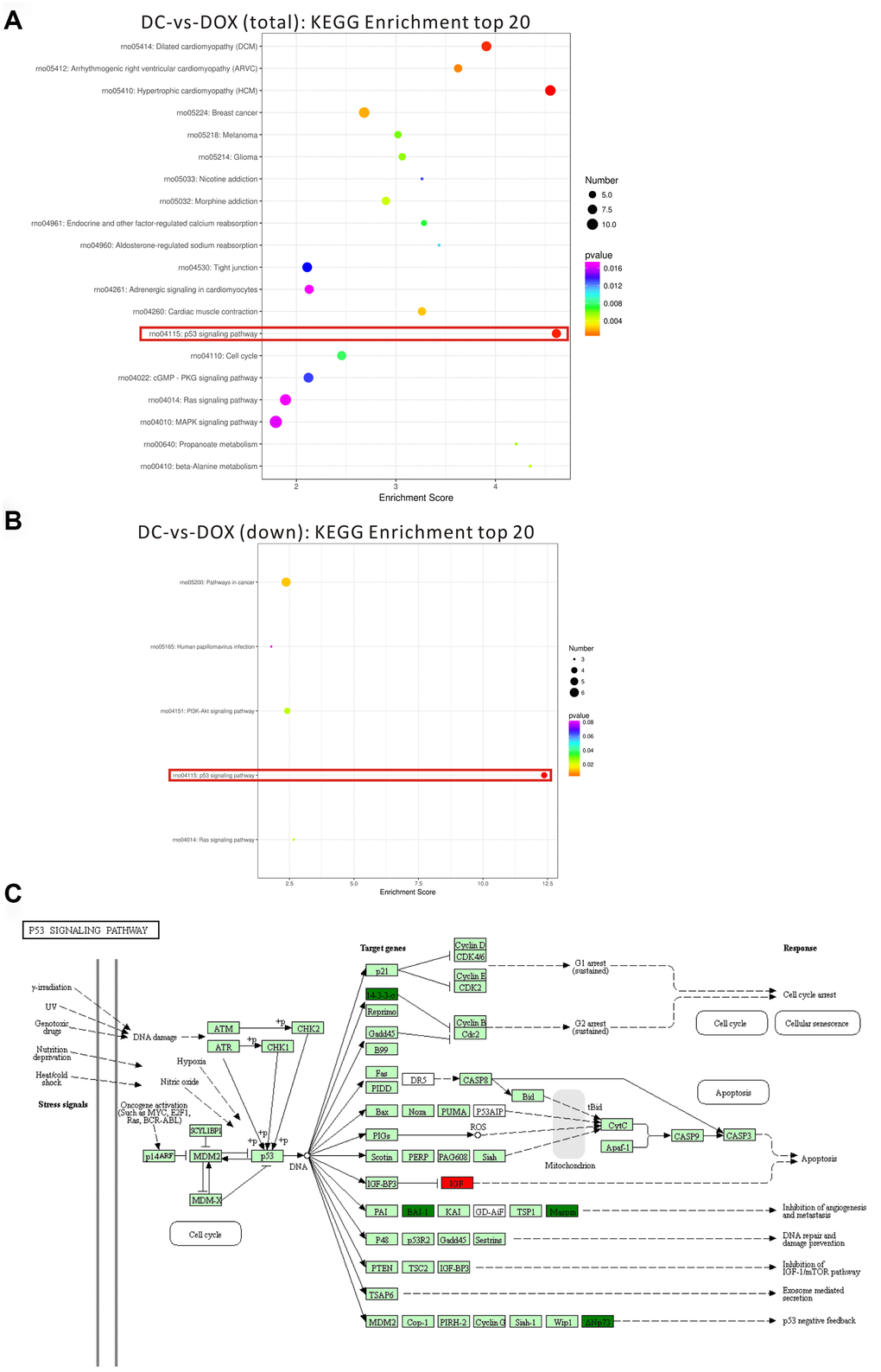 Top 20 of pathway enrichment statistics based on the differentially expressed gene in the rat hearts after cryptotanshinone (CPT) treatment. Scatter plot of KEGG pathway enrichment statistics (the total number of differentially expressed genes) (A). Scatter plot of KEGG pathway enrichment statistics (the number of differentially expressed genes, which were downregulated (B). p53 signaling pathway in a KEGG map (C). Enrichment score is the ratio of the number of differentially expressed genes to the number of all genes in this pathway term.