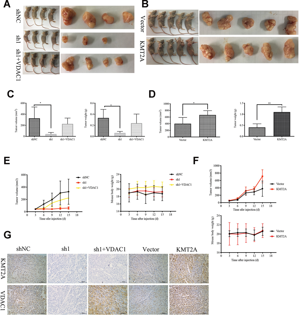 KMT2A knockdown inhibited cervical cancer growth in a mouse xenograft model. The control shRNA (shNC), KMT2A-shRNA (sh1), KMT2A-shRNA + VDAC1 overexpression (sh1+VDAC1), empty vector (Vector) and KMT2A overexpression plasmid (KMT2A) were intratumorally injected into mice. (A and B) Representative photographs of the tumor bearing mice and morphology of tumor xenograft from each mouse. (C and D) The average tumor volume and the average tumor weight of each group with KMT2A knockdown (C) and KMT2A overexpression (D). (E and F) The tumor volume of each mouse was measured and recorded every three days and body weight of each mouse was monitored every three days with KMT2A knockdown (E) and KMT2A overexpression (F). (G) The expression of the proteins in tumor xenografts were tested by immunohistochemical staining. (400× magnification).