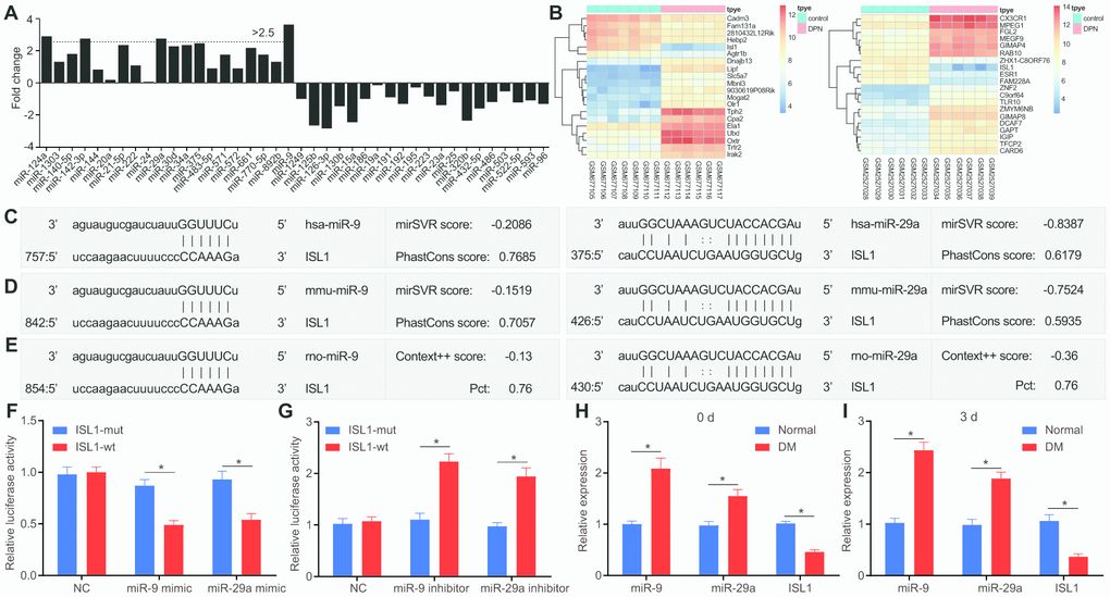 miR-9 and miR-29a are identified with high expression in DM, and both can bind to 3’UTR of ISL1. (A) The fold-change values of miRs calculated according to 16 included studies. Log2 Fold change of miR = Log2 (miR expression in DM) – Log2 (miR expression in NC). Fold change > 2 is indicative of upregulated miR in DM. Fold change B) The expression of ISL1 in microarray datasets GSE27382 (mouse sciatic nerves) and GSE95849 (human peripheral blood). (C) ISL1 was a putative target gene of both miR-9 and miR-29a in humans according to the target prediction program available on miRanda. (D) ISL1 was a putative target gene of both miR-9 and miR-29a in mice according to target prediction program available on miRanda. (E) ISL1 was a putative target gene of both miR-9 and miR-29a in rats according to target prediction program available on TargetScan. (F, G) The luciferase activity determination in HEK293T cells indicated that ISL1 was indeed a target gene of both miR-9 and miR-29a. (H) The expression of ISL1, miR-9 and miR-29a in sciatic nerves after streptozotocin induction on the 0 day determined by RT-qPCR. (I) The expression of ISL1, miR-9 and miR-29a in sciatic nerves after streptozotocin induction on the 3rd day determined by RT-qPCR (n = 8). Luciferase activity and gene expression were measurement data and expressed as mean ± standard deviation. Luciferase activity was analyzed by two-way analysis of variance; gene expression was analyzed by t test; the experiment was repeated three times independently; * p vs. the normal or NC group.