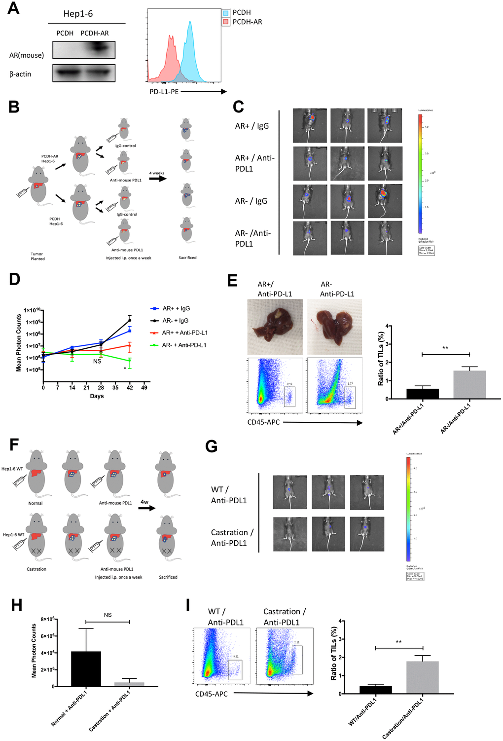 AR overexpression attenuated the effects of the PD-L1 inhibitor in vivo. (A) Establishment of overexpressed AR Hep1-6 and tested by western blot and flow cytometry. (B) Flow diagram of animal experiment. (C) The luminescence of tumor detected by IVIS system. (D) The growth curve of mice liver tumor represented by photon counts. (E) Picture of liver tumor and tumor infiltrating lymphocytes (TILs) detected by flow cytometry. (F) Flow diagram of animal experiment on castrated mice. (G) The luminescence of tumor detected by IVIS system. (H) The statistical results of the animal experiment. (I) Tumor infiltrating lymphocytes (TILs) detected by flow cytometry.