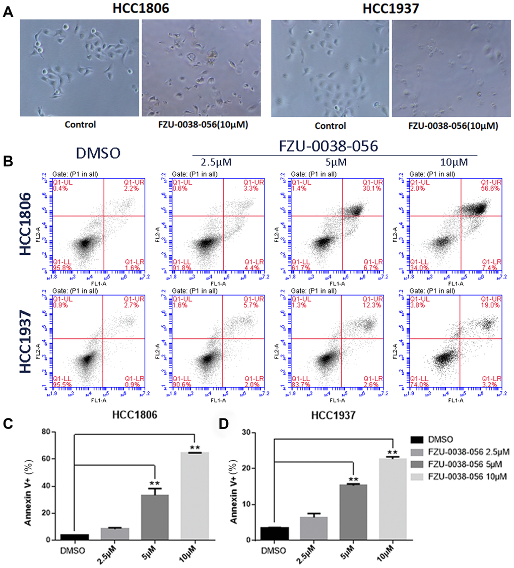 FZU-0038-056 induces apoptosis in HCC1806 and HCC1937 cells. (A) The cell morphology changes of HCC1806 and HCC1937 cells after the treatment of FZU-0038-056 (10μM) for 12 hours. (B) HCC1806 and HCC1937 cells were stained with Annexin V/PI and analyzed by flow cytometry analysis after the cells were treated with FZU-0038-056 (2.5, 5, 10 μM) for 24 hours. DMSO was added as the negative control. (C, D) The percentages of Annexin V-positive cells from panel B are shown. ** p 