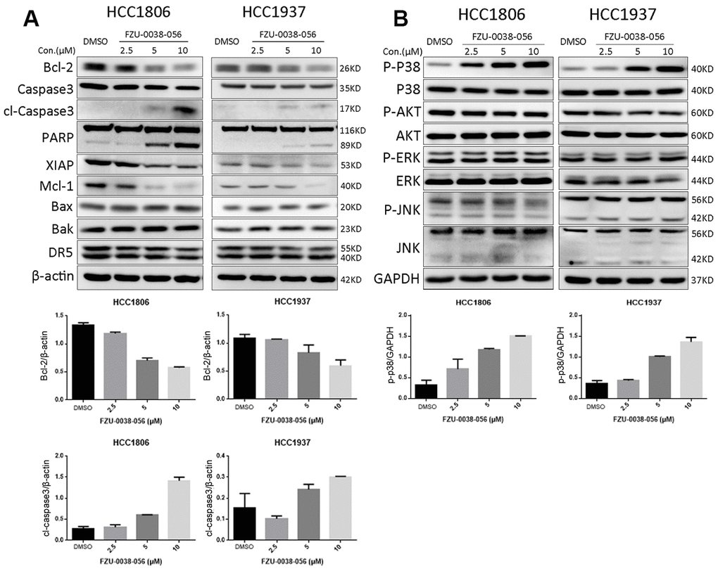 FZU-0038-056 decreases the expression of anti-apoptosis proteins and increased p38 phosphorylation in HCC1806 and HCC1937 cells. (A) HCC1806 and HCC1937 cells were treated with FZU-0038-056 (2.5, 5, 10 μM) for 24 hours. Cell lysates were collected for immunoblotting to test the protein levels of cleaved Caspase-3, and PARP, Bcl-2, XIAP, Mcl-1; Bax, Bak and DR5. β-actin was used as the loading control. The quantification data of cl-caspase-3 and Bcl-2 protein expression were shown under the immunoblot images. (B) HCC1806 and HCC1937 cells were treated with FZU-0038-056 (2.5, 5, 10 μM) for 24 hours. The protein levels of p38, p-p38, AKT, p-AKT, ERK, p-ERK, JNK and p-JNK were examined by WB. GAPDH was used as the loading control. The quantification data of p-p38 protein expression was shown under the immunoblot images.