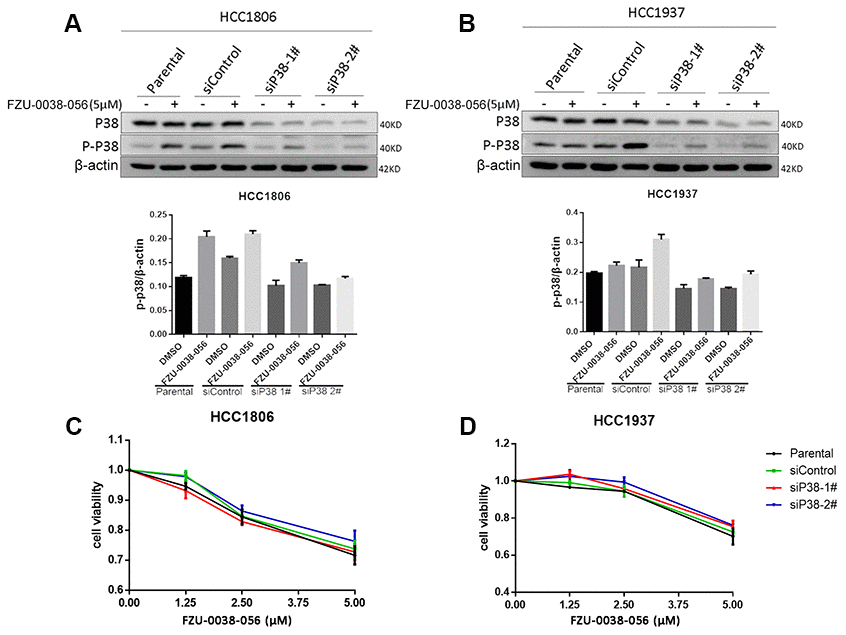 FZU-0038-056 induces TNBC apoptosis not through activating p38. (A, B) HCC1806 and HCC1937 cells were transfected with siRNAs targeting p38 for 36 hours, and treated with FZU-0038-056 (5 μM) or DMSO for 24 hours. Cell lysates were collected for WB assay. The quantification data of p-p38 protein expression was shown under the immunoblot images. (C, D) HCC1806 and HCC1937 cells were transfected with siRNA for 36 hours, then treated with FZU-0038-056 (1.25, 2.5, 5 μM) or DMSO for 48 hours. Cell viability was measured via the SRB assay.