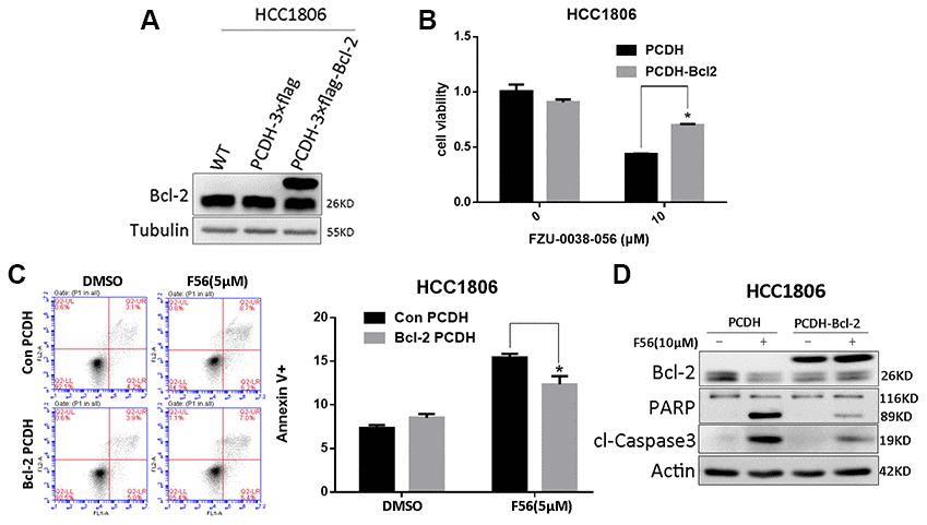 FZU-0038-056 induced apoptosis partially via inhibiting Bcl-2 in HCC1806 cells. (A) Bcl-2 was overexpressed in HCC1806 cells through a lentivirus system. (B) Overexpression of Bcl-2 reduced the cell viability inhibition triggered by FZU-0038-056. Cell viability was measured by the SRB assay. *p C) FZU-0038-056-induced apoptosis were partially rescued by the overexpression of Bcl-2 compared with the control cells, as measured by Annexin V staining and flow cytometry analysis. Annexin V positive cell populations were quantified and shown on the right side. *p D) FZU-0038-056-induced apoptosis were partially rescued by the overexpression of Bcl-2, as measured by Caspase-3 and PARP cleavage. The cells were treated with DMSO or FZU-0038-056 (10 μM) for 24 hours, and cell lysates were collected for WB analysis. β-actin was used as loading control.