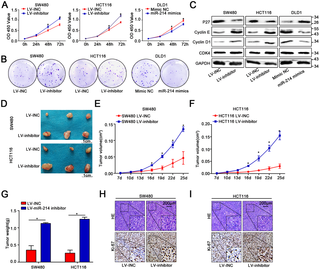 MiR-214-3p suppresses CRC cell proliferation in vitro and in vivo. (A–B) CCK8 and colony-formation assays indicated that miR-214-3p inhibited the proliferation of CRC cells. (C) Western blot assays showed that miR-214-3p decreased the expression of cyclin D1, cyclin E and CDK4 and increased the expression of P27. (D–G) Tumors grew faster in the LV-miR-214-3p inhibitor group than in the LV-INC group. The tumor weights in the LV-miR-214-3p inhibitor group were higher than those in the LV-INC group. (H–I) IHC results indicated that the Ki-67 (a proliferation marker) index was increased remarkably when miR-214-3p was knocked down. The data are represented as the means±S.D. from at least three independent experiments. *p