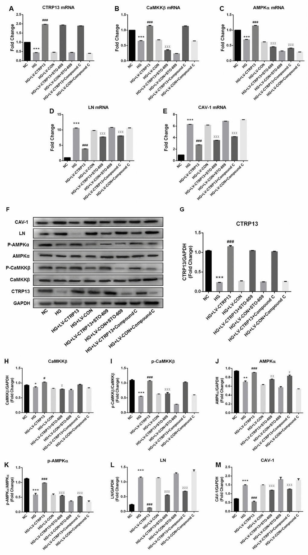 Overexpression of CTRP13 elevated the activation of CaMKKβ/AMPK pathway and inhibited the expression of LN and CAV-1 in rLSECs. Cells were transfected with LV-CTRP13 or LV-CON and blocked with CaMKK or AMPK inhibitor. All samples were treated with 25 mg/ml high glucose for 24 h. Untreated intact samples were run as a control in each experiment. (A) qRT-PCR analysis of CTRP13 mRNA. (B) qRT-PCR analysis of CaMKKβ mRNA. (C) qRT-PCR analysis of AMPKα mRNA. (D) qRT-PCR analysis of LN mRNA. (E) qRT-PCR analysis of CAV-1 mRNA. The results were normalised to GAPDH mRNA levels. (F) The protein expression levels of each group were detected using western blotting, and GAPDH was used as a loading control. (G) Western blotting results showing relative CTRP13 expression. (H) Western blotting results showing relative CaMKKβ expression. (I) Western blotting results showing relative p-CaMKKβ expression of CaMKKβ activation. (J) Western blotting results showing relative AMPKα expression. (K) Western blotting results showing relative p-AMPKα expression of AMPKα activation. (L) Western blotting results showing relative LN expression. (M) Western blotting results showing relative CAV-1 expression. GAPDH (37 kDa) was used as a loading control. All results are expressed as mean±S.D. from three independent experiments, *P **P ***P #P ###P χP χχP χχχP 