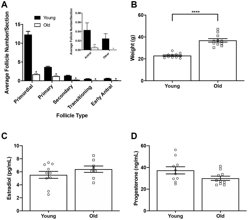 Reproductively old mice weigh more than young mice but respond similarly to hormone stimulation. (A) Graph showing the average number of each follicle class per ovarian section (every fifth section of serially sectioned ovaries was counted; N = 20 ovaries from 5 reproductively young and 5 old mice). The inset shows the average number of antral follicles and other (degenerate) follicles per ovarian section with a different scale. T-tests were performed within each follicle class; asterisks denote P B) Weights of reproductively young and old mice (n = 11 young and 11 old mice). A t-test was performed; asterisks denote P C) Serum estradiol levels were assessed (reportable range 3-300 pg/mL). A t-test was performed and there was no difference in estradiol levels between age cohorts. (D) Serum progesterone levels were assessed (reportable range 0.15-40 ng/mL). A t-test was performed and there was no difference between age cohorts. Data are represented as mean ± SEM. N = 20 samples for hormone analysis.