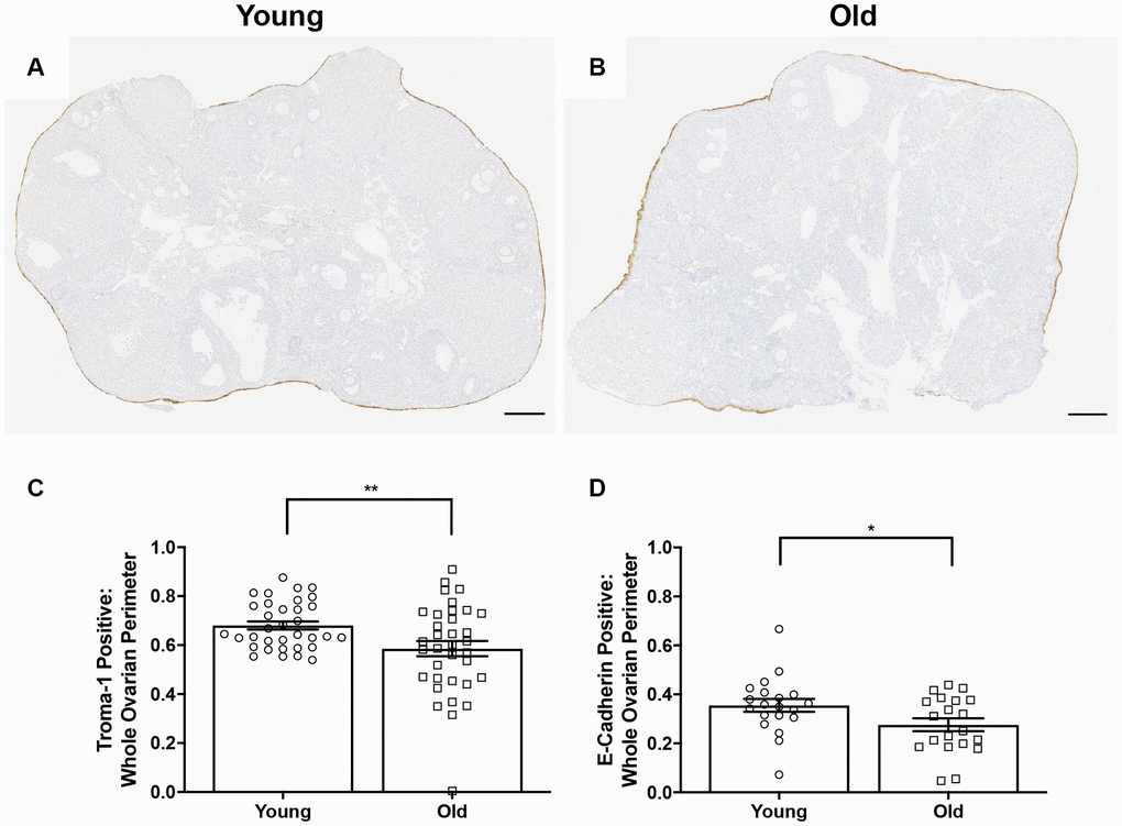 OSE reformation post-ovulation in vivo is reduced with age. Representative image of Troma-1 IHC in (A) reproductively young ovaries and (B) reproductively old ovaries. Scale bars are 200 μm (A, B). Graphs showing the proportion of the ovarian surface that was (C) Troma-1 positive and (D) E-Cadherin positive. T-tests were performed for both parameters and asterisks denote significance (C: P = 0.01; D: P = 0.04). For Troma-1, N = 10 ovaries per age group, each ovary was analyzed in triplicate or quadruplicate (N = 34 measurements for reproductively young ovaries, N = 35 measurements for reproductively old ovaries). For E-Cadherin, N = 10 ovaries per age group (N = 20 measurements for reproductively young ovaries, N = 20 measurements for reproductively old ovaries).