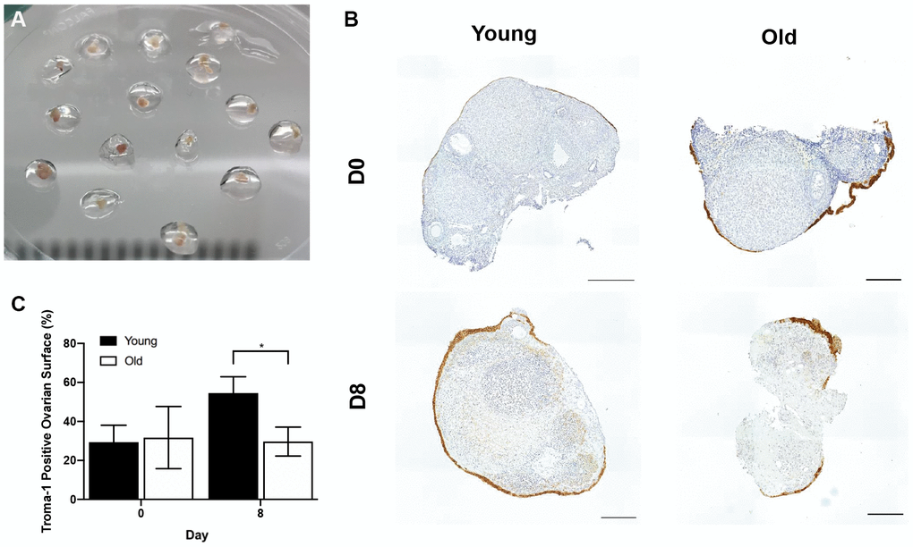 The in vitro wound healing ability of the OSE is compromised with age. (A) Ovary pieces encapsulated in alginate hydrogel beads. (B) Representative images of Troma-1 IHC with reproductively young (n = 7) and old ovary pieces (n = 7) at Day 0 and Day 8 of culture. Ovaries were fixed at each timepoint, therefore, the ovaries are shown at D0 and D8 are not the same. Scale bars are 100 μm. (C) Graph showing the average percent area of ovarian pieces encapsulated by Troma-1 positive cells. T-tests were performed; asterisk denotes significance (P = 0.029). Data are represented as mean ± SEM.