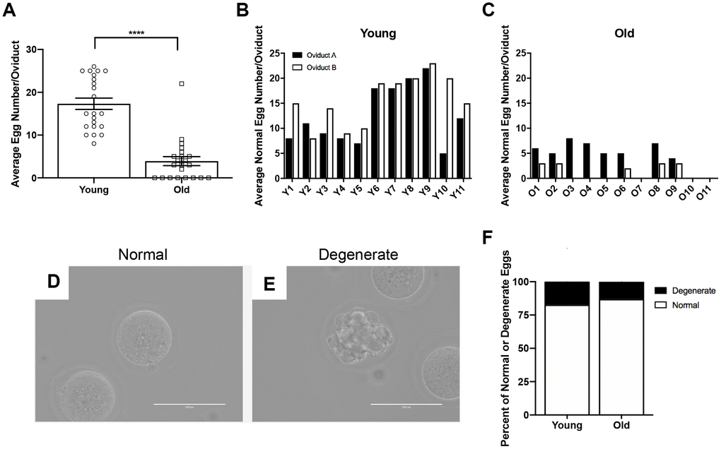 Reproductively old mice ovulate fewer eggs than reproductively young mice, but the proportion of normal and degenerate eggs does not differ between age groups. (A) The number of eggs ovulated into the oviducts of each mouse was tracked, and the graph shows the average number of eggs ovulated per mouse (N = 11 mice per age group, 22 oviducts). A t-test was performed; asterisks denote P ± SEM. The number of morphologically normal eggs ovulated and retrieved from each oviduct from (B) reproductively young and (C) old individual mice. Representative brightfield microscopy images of morphologically (D) normal and (E) degenerate eggs. Scale bars are 100 μm. (F) The graph shows the proportion of morphologically normal and degenerate eggs ovulated from both age cohorts.