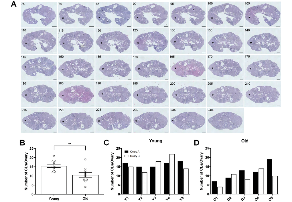 Ovaries from reproductively old mice contain fewer CLs than young mice. (A) Representative H&E-stained ovarian tissue sections demonstrate the CL tracking process. Numbers in the upper left corner indicate the tissue section number. Black asterisks identify the same CL that appears across tissue sections. Indicated CL was visible beginning in section 75 and ending in section 240. Scale bars are 100 μm. (B) Graph showing the number of CLs per ovary for both age cohorts. A t-test was performed; asterisks denote significance (P = 0.008) (N = 5 mice, 10 ovaries per age group). Data are represented as mean ± SEM. The number of CLs per ovary for all (C) reproductively young and (D) reproductively old mice.