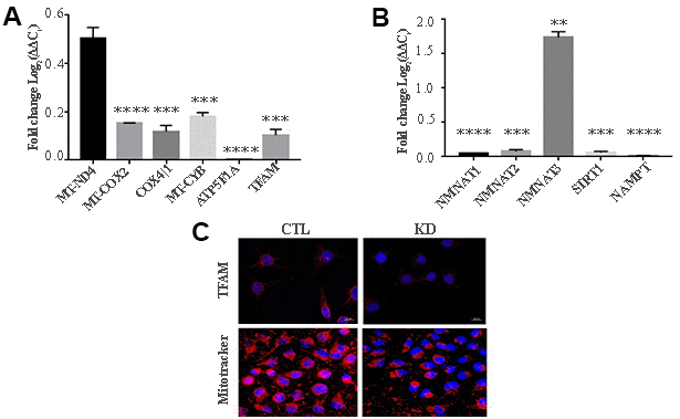 KD for macroH2A1 reprograms energy metabolism in UM 92.1 cells. (A) mRNA levels MT-ND4, MT-CO2, COX4|1, MT-CYB, ATP5F1A and TFAM were assessed by qPCR, and normalized to GAPDH levels. Values are presented as mRNA relative levels and they are expressed as the mean ± SEM of three different experiments. (p B) mRNA levels NMNAT1, NMNAT2, SIRT1 and NAMPT. Values are presented as mRNA relative levels and they are expressed as the mean ± SEM of three different experiments. (**pC) Representative immunocytochemical images showing staining for TFAM (upper panels) and MitoTracker (lower panels) in CTL and in UM 92.1 cells KD for macroH2A1.