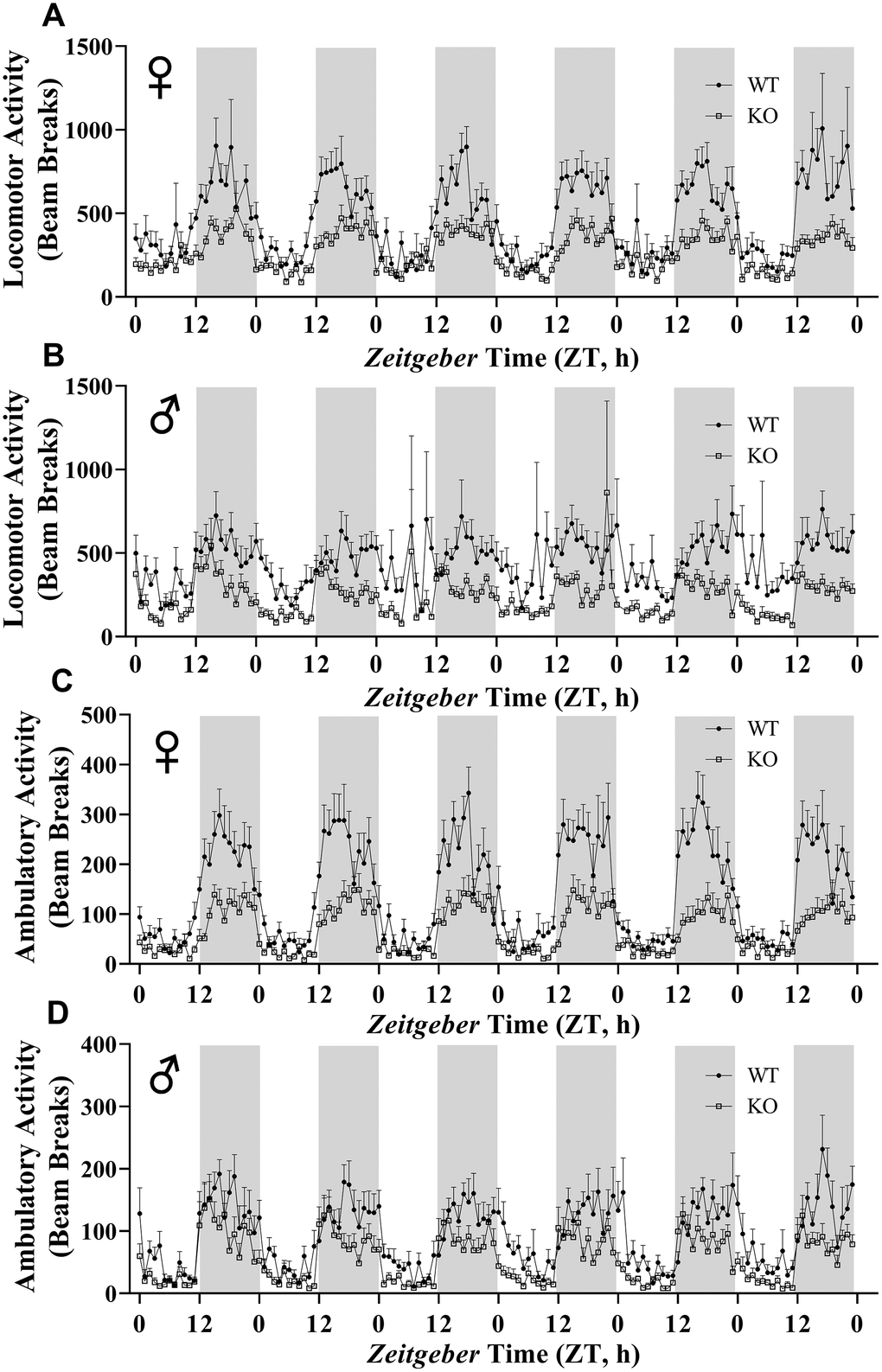 GH-deficiency results in decreased physical activity. Locomotor activity (A, B) and ambulatory activity (C, D) of WT and GHRH-/- mice for 6 days are shown. WT female n=12, KO female n=12, WT male n=12, KO male n=11.