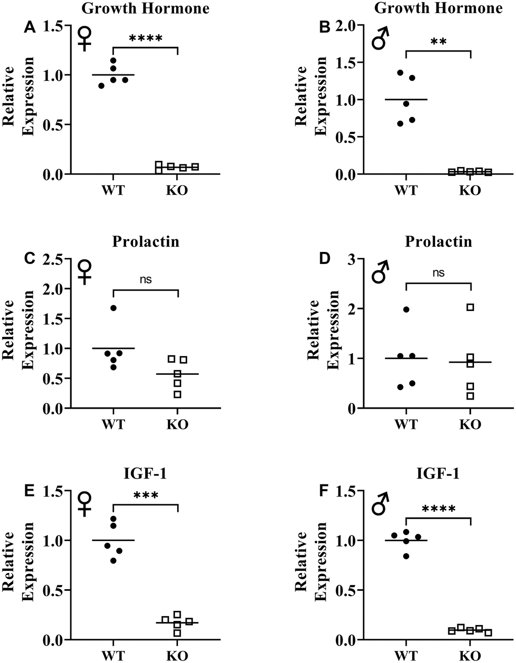 Suppression of growth hormone signaling. Expression of growth hormone gene in pituitary gland in female (A) and male (B) WT and GHRH-/- mice. Expression of prolactin gene in pituitary gland in female (C) and male (D) WT and GHRH-/- mice. Expression of IGF-1 gene in liver in female (E) and male (F) WT and GHRH-/- mice. Expression levels are shown as relative expression compared to WT mice. For all biological groups n=5. Each bar represents means. Statistical analysis was performed by unpaired Student’s t-test with Welch’s correction; ns= not significant, **p