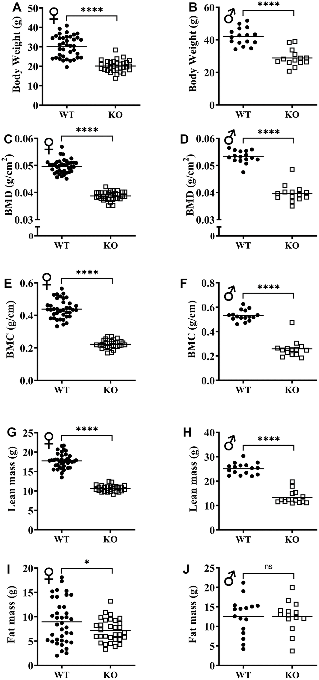 GH-deficiency alters absolute body composition parameters. Body composition parameters: BMD (C, D), BMC (E, F), lean mass (G, H) and fat mass (I, J) were measured by DXA. Female WT n=38, GHRH-/- n=31, male WT n=16, GHRH-/- n=14. Each bar represents mean. Statistical analysis was performed by unpaired Student’s t-test with Welch’s correction; ns= not significant, *p