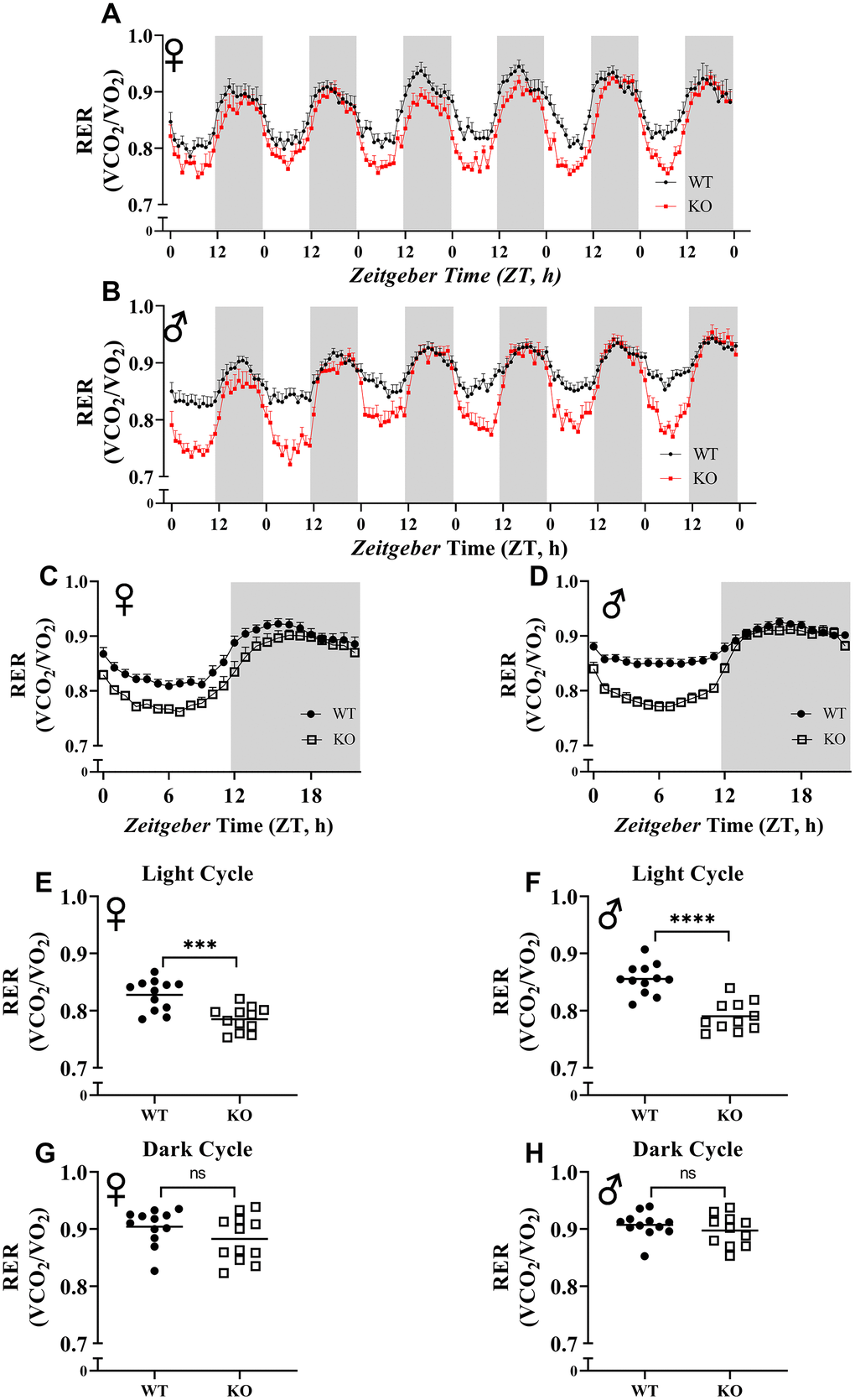 Respiratory exchange ratio (VCO2/VO2). RER values were calculated by dividing VCO2 with VO2. 6 days of female (A) and male (B) WT and GHRH-/- mice RER values are shown. Hourly averaged RER values on day of female (C) and male (D) WT and GHRH-/- mice. Overall averaged RER values are shown as light (E, F) and dark cycles (G, H) for female (E, G) and male (F, H) WT and GHRH-/- mice. Female WT n=12, GHRH-/- n=12, male WT n=12, GHRH-/- n=11. Each bar represents mean ± SEM. Statistical analysis was performed by unpaired Student’s t-test with Welch’s correction; ns= not significant, a; *p