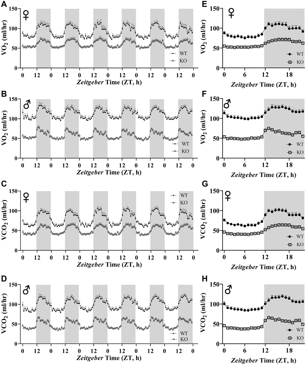 Absolute VO2 and VCO2 recordings in GHRH-/ mice. VO2 and VCO2 were measured by indirect calorimetry. Hourly averages of respiratory parameters measured for 6 days for female (A, E) and male (B, F) WT and GHRH-/- mice. 6 days of VO2 and VCO2 data were averaged into a single day for female (C, G) and male (D, H) WT and GHRH-/- mice. Female WT n=12, GHRH-/- n=12, male WT n=12, GHRH-/- n=11. Each bar represents mean ± SEM.