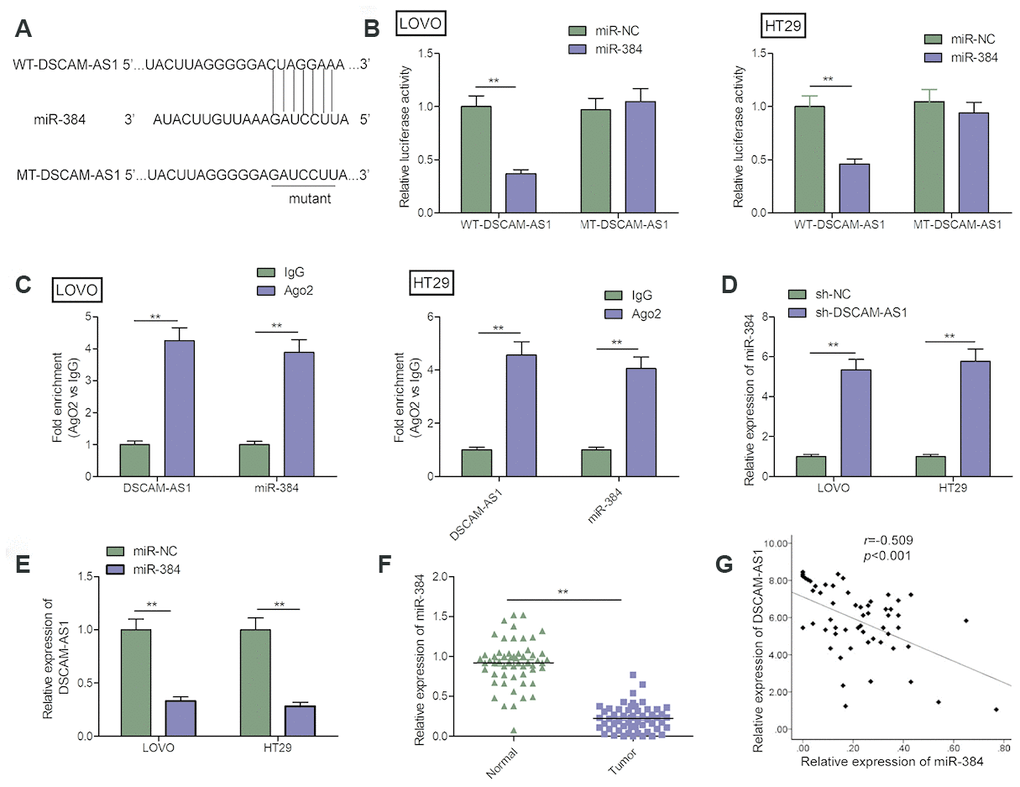 DSCAM-AS1 acted as a sponge for miR-384. (A) The predicted binding sites of miR-384 on the sequence of DSCAM-AS1(WT-DSCAM-AS1). The target sequences of the DSCAM-AS1 were mutated (MT-DSCAM-AS1). (B) Luciferase activity was examined in LOVO and HT29 cells co-transfected with miR-384 mimics or miR-NC, and luciferase reporter vector containing WT-DSCAM-AS1 or MT-DSCAM-AS1. WT: wild-type; MT: mutant-type. (C) The interaction between miR-384 and DSCAM-AS1 was determined in LOVO and HT29 cells with RIP assay. (D) The expression of miR-384 in LOVO and HT29 cells cells transfected with sh-NC or sh-DSCAM-AS1 was determined by qRT-PCR. (E) The expression of DSCAM-AS1 in LOVO and HT29 cells transfected with miR-NC or miR-384 mimic was determined by qRT-PCR. (F) qRT-PCR shows the miR-384 expression level in 56 pairs CRC tissues and non-tumor tissues. (G) Pearson's correlation analysis between miR-384 expression and DSCAM-AS1 expression in 56 CRC tissues. PP