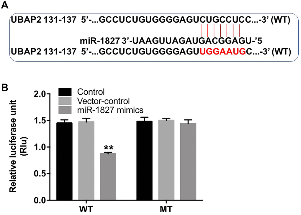 UBAP2 is a direct binding target of miR-1827. (A) The 3'-UTR of UBAP2 harbors miR-1827 cognate sites. (B) Relative luciferase activity of reporter plasmids carrying WT- or MT-UBAP2 3'-UTR in Huh-7 cells transfected with miR-1827 analyzed by dual luciferase reporter assay. **P 