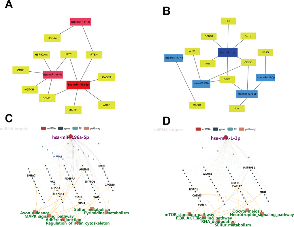 Regulatory networks of miRNAs-hub-gene targets. (A) Interaction network of the three upregulated miRNAs and their hub-gene targets. (B) Regulatory network of the five downregulated miRNAs and their hub-gene targets. (C–D) Regulatory networks of miR-196a-5p and miR-1-3p and associated signaling pathways.