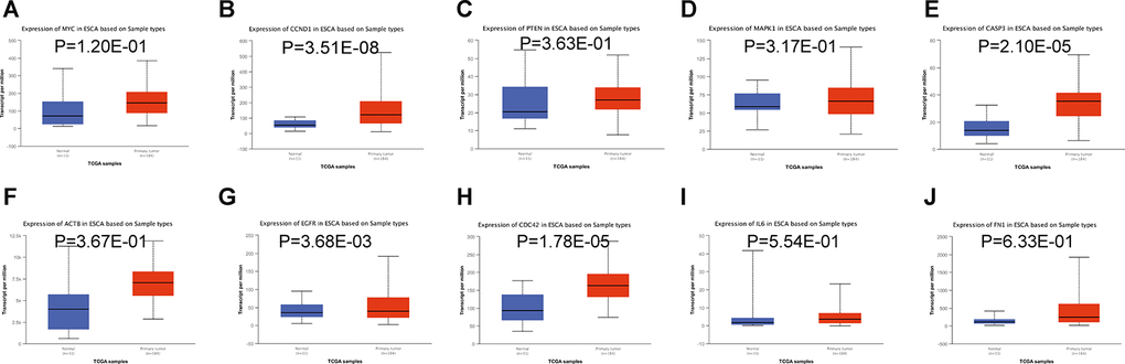 Relative expression of hub-gene targets of miR-196a-5p and miR-1-3p. (A–E) Relative expression of MYC, CCND1, PTEN, MAPK1, and CASP3 mRNAs in esophageal carcinoma, compared to normal esophageal tissue samples. (F–J) Relative expression of ACTB, EGFR, CDC42, IL6, and FN1 mRNAs in esophageal carcinoma, compared to normal esophageal tissue samples. Analysis of esophageal carcinoma RNA-seq datasets in TCGA was performed on the UALCAN database.