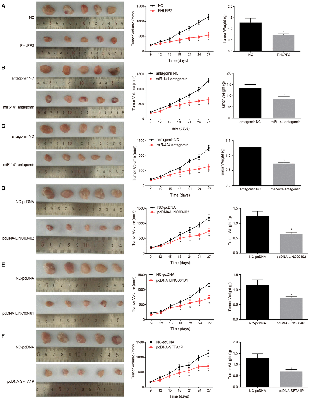 Overexpression of PHLPP2, LINC00402, LINC00461, and SFTA1P or the inhibition of miR-141 and miR-424 inhibits the growth of formed tumor and reduces the tumor volume. (A) Representative images, tumor volume, and tumor weight of formed tumors in nude mice harboring NC or PHLPP2. (B) Representative images, tumor volume, and tumor weight of formed tumors in nude mice harboring antagomir NC or miR-141 antagomir. (C) Representative images, tumor volume and tumor weight of formed tumors in nude mice harboring antagomir NC or miR-424 antagomir. (D) Representative images, tumor volume, and tumor weight of formed tumors in nude mice harboring NC-pcDNA or pcDNA-LINC00402. (E) Representative images, tumor volume, and tumor weight of formed tumors in nude mice harboring NC-pcDNA or pcDNA-LINC00461. (F) Representative images, tumor volume and tumor weight of formed tumors in nude mice harboring NC-pcDNA or pcDNA-SFTA1P. * p vs. the NC-pcDNA group. Measurement data in this Figure were expressed as the mean ± standard deviation, with comparisons between two groups conducted by t-test (n = 5); the experiment was repeated three times independently.