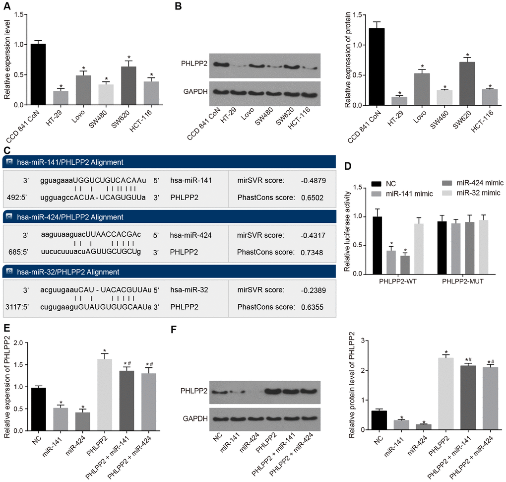 PHLPP2 is a target gene of miR-141 and miR-424. (A) The determination of PHLPP2 mRNA in CCD 841 CoN, HT-29, SW480, Lovo, HCT-116 and SW620 cell lines by RT-qPCR. (B) The expression of PHLPP2 protein in CCD 841 CoN, HT-29, SW480, Lovo, HCT-116, and SW620 cell lines normalized to GAPDH detected by Western blot analysis. (C) The sites of miR-141, miR-424 and miR-32 binding to PHLPP2 predicted by the mircoRNA.org website. (D) The targeting relation between miR-141, miR-424 or miR-32 and PHLPP2 by the dual-luciferase reporter gene assay. (E) The expression of PHLPP2 mRNA influenced by miR-141 and miR-424 in HT-29 cells detected by RT-qPCR. (F) The expression of PHLPP2 protein influenced by miR-141 and miR-424 in HT-29 cells normalized to GAPDH detected by Western blot analysis. * p vs. the NC group; # p vs. the PHLPP2 group; Measurement data in the present Figure are expressed as the mean ± standard deviation, with comparisons among multiple groups performed using One-Way ANOVA; the experiment was repeated three times independently.