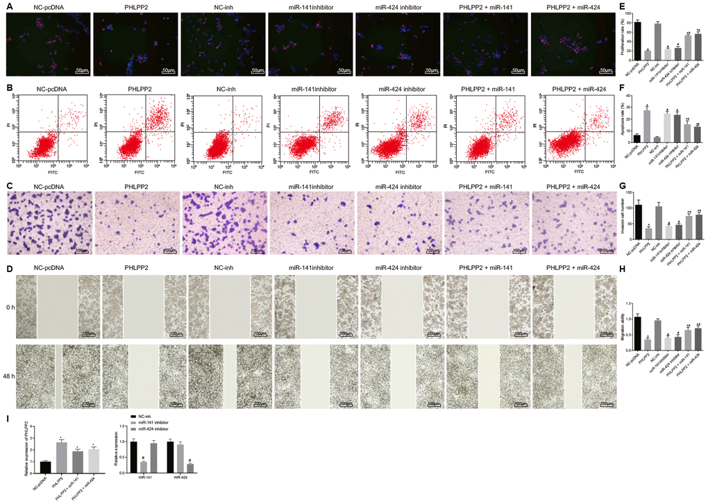 Overexpressed PHLPP2 inhibits the proliferation, migration, invasion of HT-29 cells. HT-29 cells were transfected with NC-pcDNA, PHLPP2, NC-inh, miR-141 inhibitor, miR-424 inhibitor, PHLPP2 + miR-141 or PHLPP2 + miR-424. (A, E) EdU labeling detected HT-29 cell proliferation (200 ×). (B, F) Flow cytometry analyzed apoptotic HT-29 cells. (C, G) Transwell assay detected HT-29 cell migration (100 ×). (D, H) Scratch test detected invasive HT-29 cells 48 h after treatment. (I) Transfection efficiency detected by RT-qPCR. * p vs. the NC-pcDNA group; # p vs. the NC-inh group; &, p vs. the PHLPP2 group; Measurement data in this Figure are expressed as the mean ± standard deviation, while comparisons among multiple groups were conducted using One-Way ANOVA; the experiment was repeated three times independently.