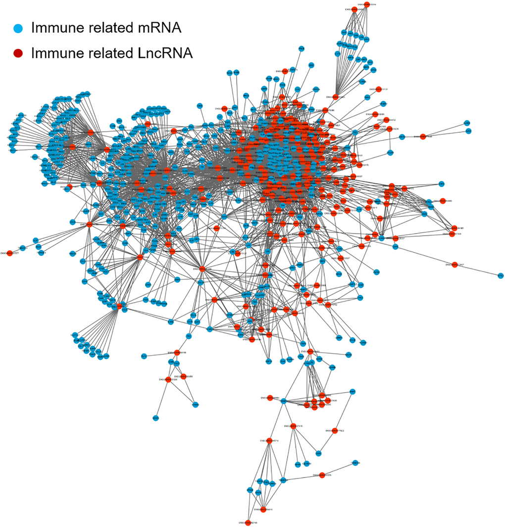 The co-expression network map between immune-related mRNAs and lncRNAs in LUAD. Blue represents immune-related mRNA and red represents co-expressed lncRNA. lncRNA: long non-coding RNA; LUAD: lung adenocarcinoma.