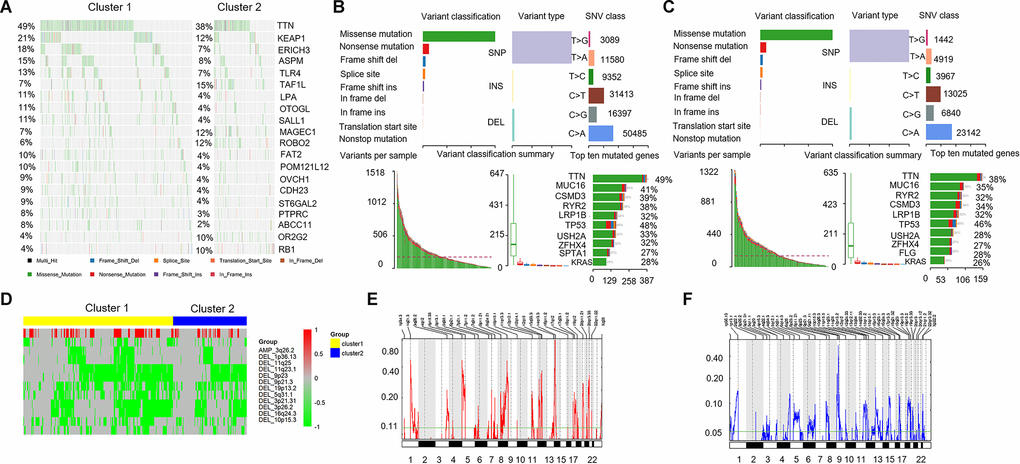 Comparison of mutant genes associated with immune activation and CNVs profile. (A) Mutation spectrum of the top 20 mutated genes with the highest number in cluster 1 and cluster 2. (B, C, above) The variant classification, variant type, and SNV class in cluster 1 and cluster 2. (B, C, below). Variants per sample, variant classification summary, and top ten mutated genes. (D) Comparison of CNVs profile (amplification and deletion) in cluster 1 and cluster 2. Yellow represents cluster 1 and blue represents cluster 2. Red represents the amplified portions and green represents deleted portions. (E, F) Areas with significant copy amplification and deletion of lncRNAs. G-scores (left) are normalized values of the amplification/ deletion signals and indicate the degree of gene amplification/ deletion. The larger the G-scores, the greater the degree of gene amplification/ deletion. The Q value (right) is the significance level of the amplification/ deletion, and the green line represents the threshold value of the significance level with Q value = 0.25. CNVs: copy number variations; SNV: single nucleotide variant.